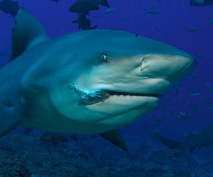 Fight the Fear of Sharks - Gansbaai Daily News